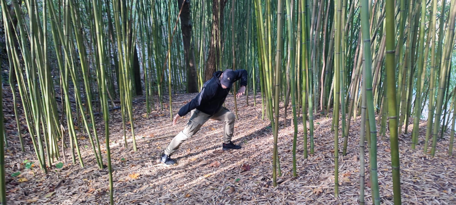 Le faisan doré déploie ses ailes